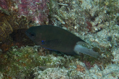 Pycnochromis caudalis
