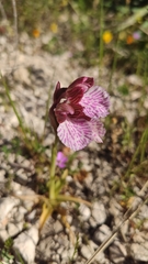 Anacamptis papilionacea grandiflora