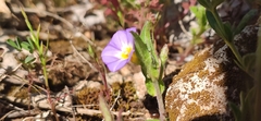 Convolvulus pentapetaloides