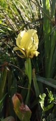 Iris pseudopumila