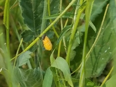 Hippodamia convergens