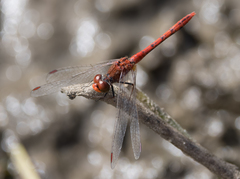 Diplacodes bipunctata