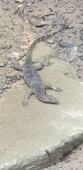 Varanus salvator macromaculatus