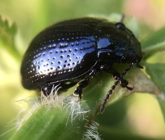 Chrysolina oricalcia