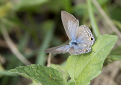 Catochrysops panormus