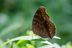 Junonia hedonia