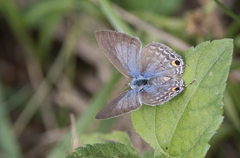 Catochrysops panormus