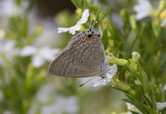 Catochrysops panormus