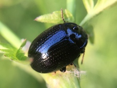Chrysolina oricalcia