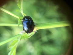 Chrysolina oricalcia
