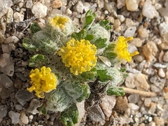 Eriophyllum pringlei