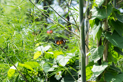 Elymnias hypermnestra