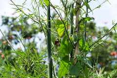 Elymnias hypermnestra