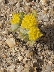 Eriophyllum pringlei