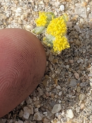 Eriophyllum pringlei