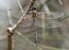 Hemicordulia australiae