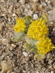 Eriophyllum pringlei
