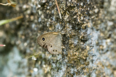 Ypthima philomela