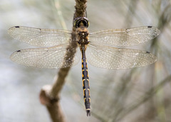 Hemicordulia australiae