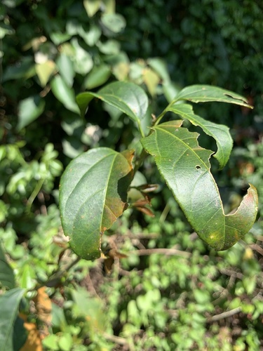 Croton tiglium iNat (3)