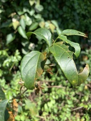 Croton tiglium