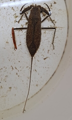 Laccotrephes japonensis