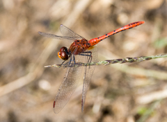 Diplacodes bipunctata