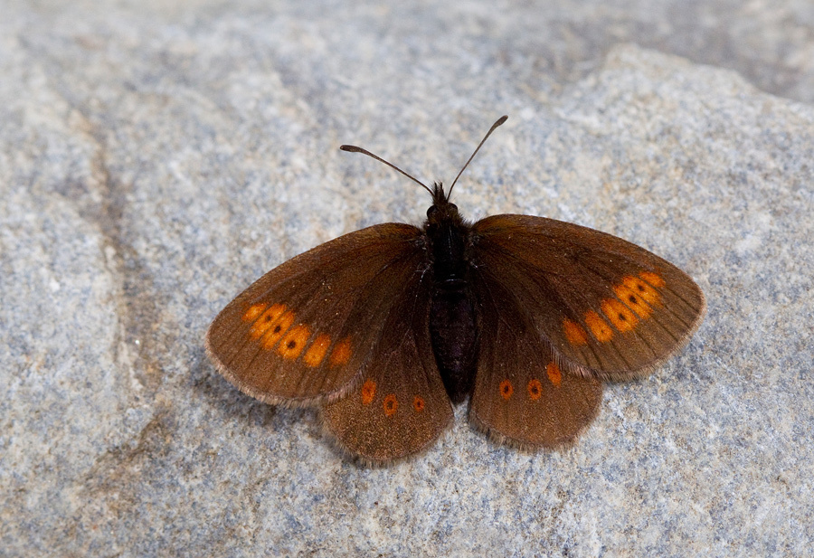 Lesser Mountain Ringlet