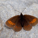 Erebia melampus - Photo (c) Paul Cools, μερικά δικαιώματα διατηρούνται (CC BY-NC), uploaded by Paul Cools