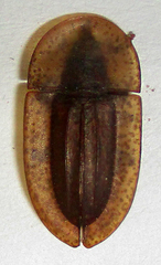 Cossyphus punctatissimus