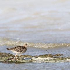 Calidris pugnax
