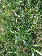 Paspalum mandiocanum
