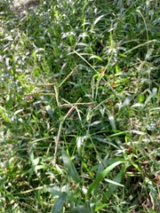 Paspalum mandiocanum