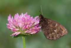 Erebia montanus