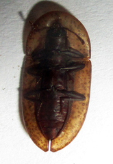 Cossyphus punctatissimus