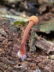 Mycena parsonsii