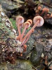 Mycena parsonsii