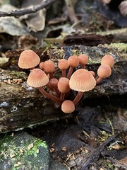 Mycena parsonsii