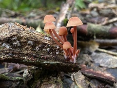 Mycena parsonsii