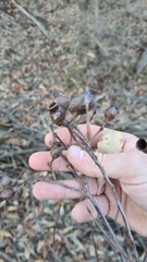 Corymbia gummifera