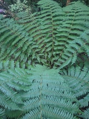Cyathea smithii