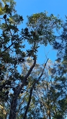 Corymbia gummifera