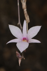Dendrobium barbatulum