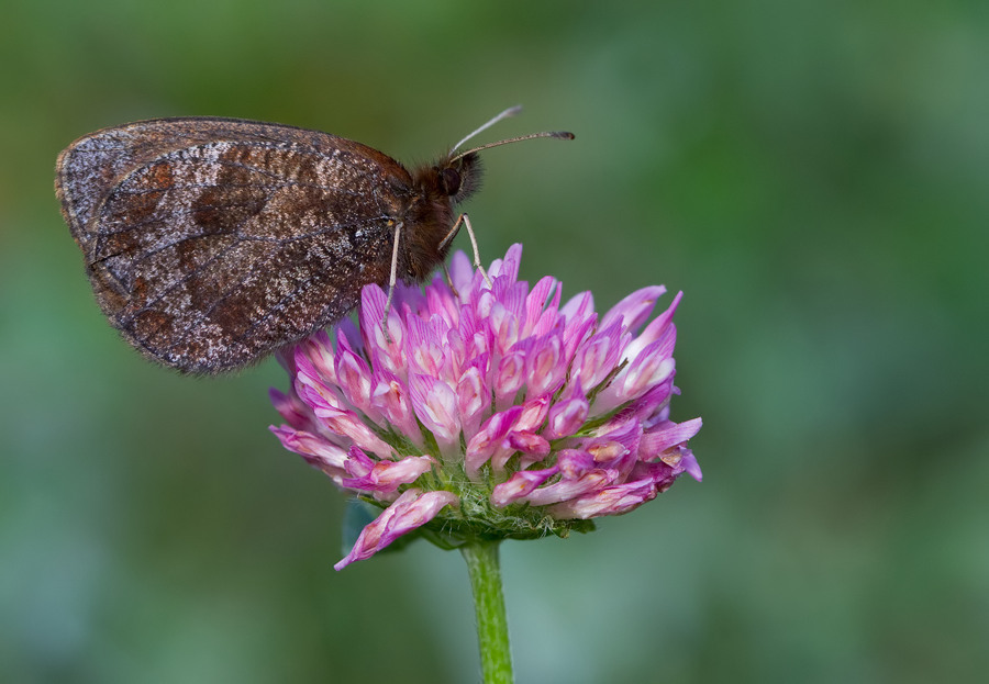 Water ringlet