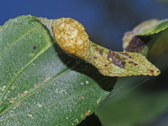 Trichochermes walkeri
