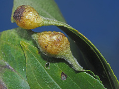 Trichochermes walkeri