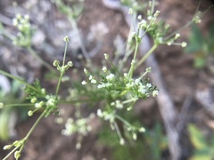 Apiastrum angustifolium