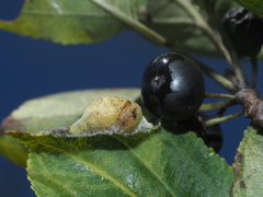 Trichochermes walkeri