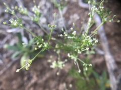Apiastrum angustifolium
