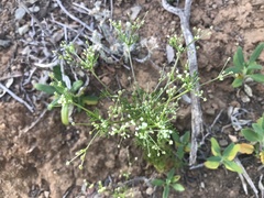 Apiastrum angustifolium